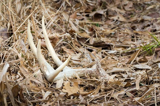 Where to Find Deer Antlers in the Woods (and where you won't find any)