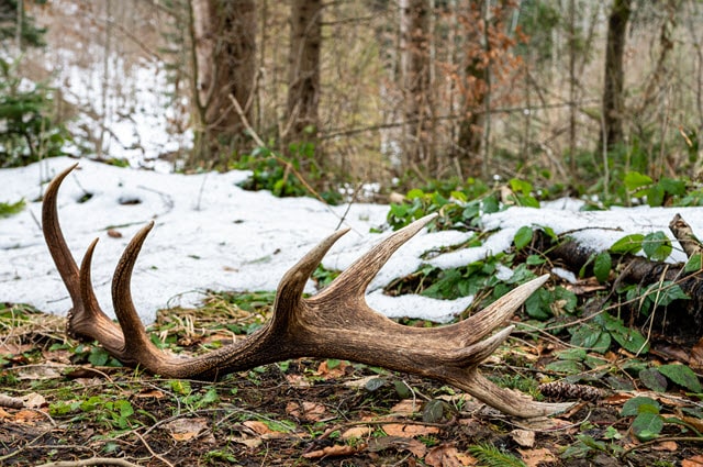 Best Time to Look for Deer Sheds