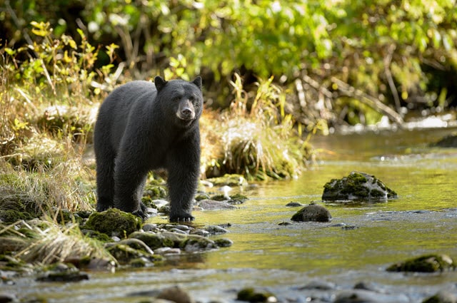 Black Bears Rarely Eat Deer