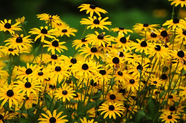 Black Eyed Susans are Deer Resistant Plants