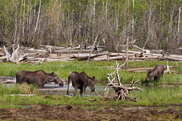 Comparing the Diet of Moose and Elk
