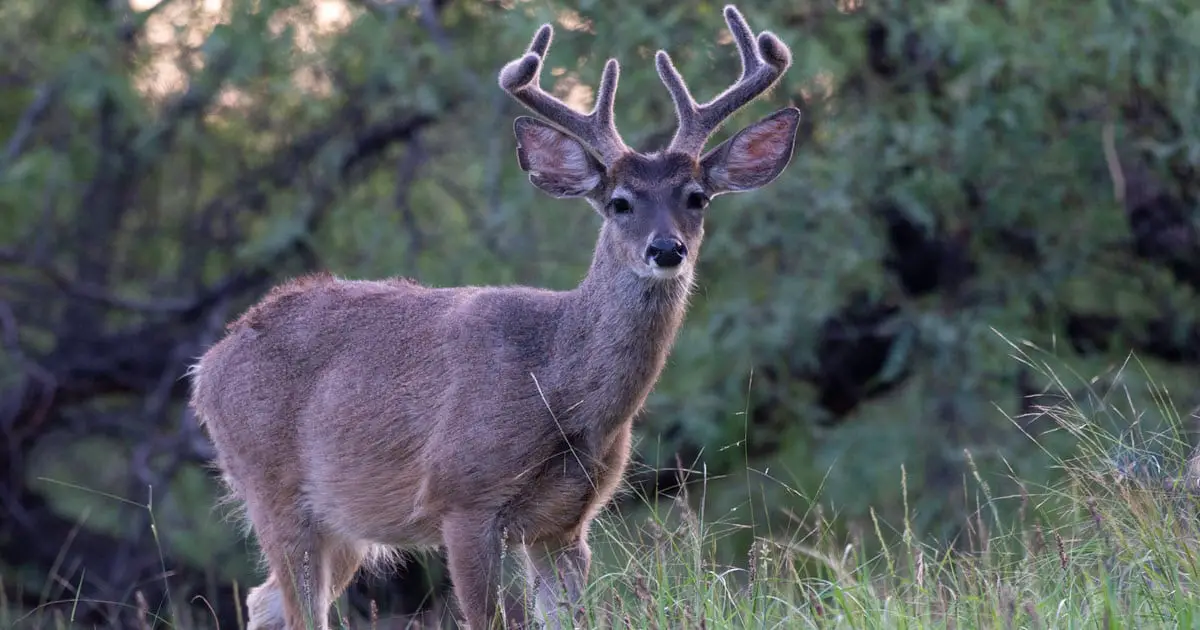 Coues Deer Facts & Information (subspecies of White Tailed Deer)