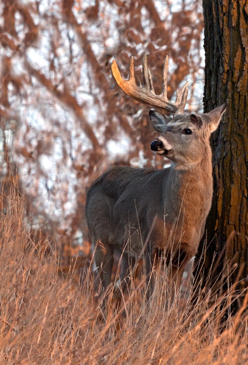 Deer After Shedding One of Its Antlers