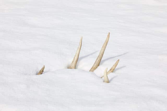Deer Antler in Snow