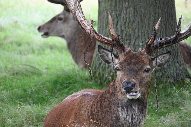 Deer Chewing Cut With Front Teeth Visible