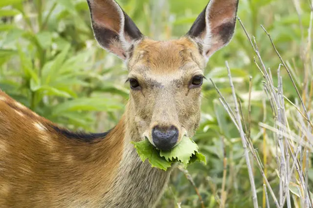 Deer Chewing Foliage