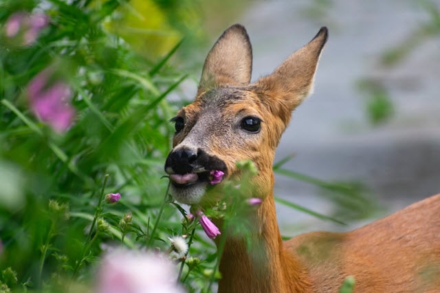 Deer Eating Plants in a Garden
