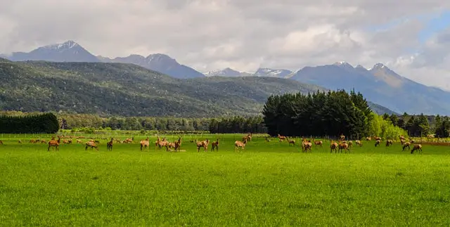 Deer Farm Panoramic View