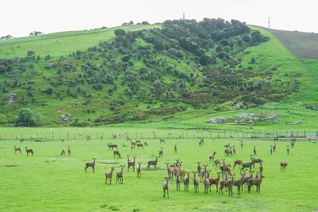 Deer Herd on a Farm