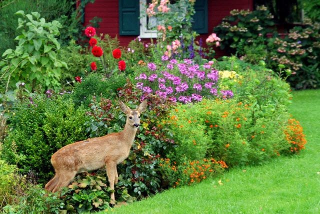 A Deer in a Garden Bed