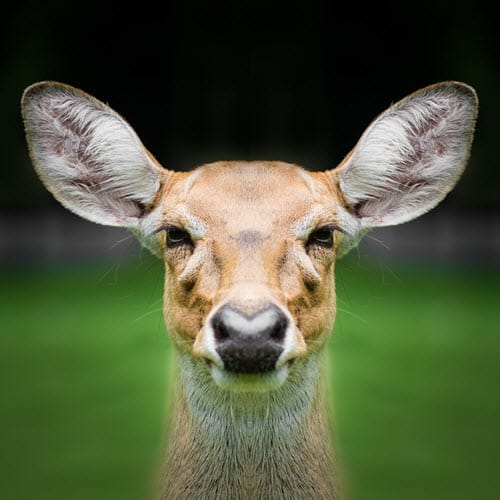 Deer Intelligence