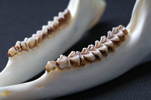 Deer Jawbone With Teeth