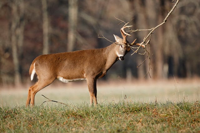 Deer Rubbing Antlers on a Branch