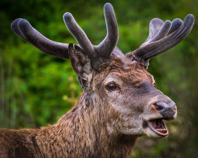 What Are Deer Teeth Used For - Deer With Teeth