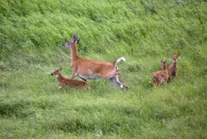 Do Black Bears Eat Deer? [ANSWERED] - World Deer