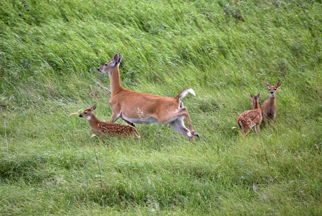 Do Black Bears Eat White Tailed Deer?