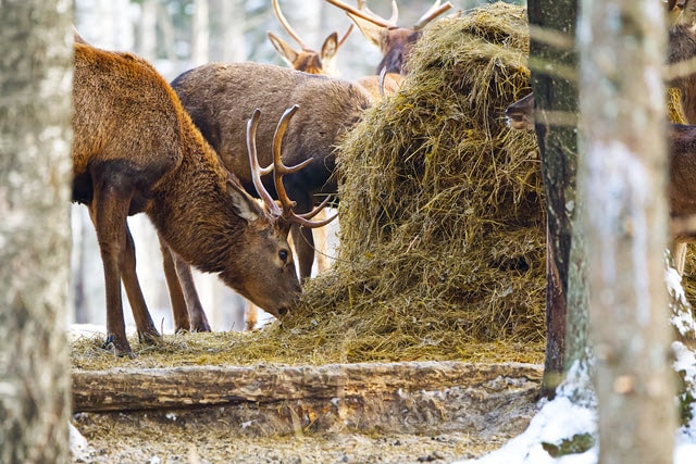 Does Hay Attract Deer?