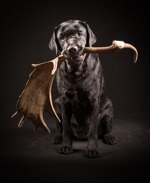 Dog With Deer Antler in Mouth