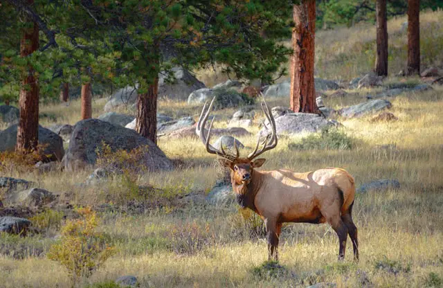 What Do Elk Look Like? - Elk Coat and Coloration