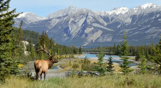 Elk Habitat - Where Do Wapiti Like to Live?