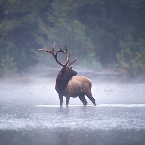 Elk Moose Differences