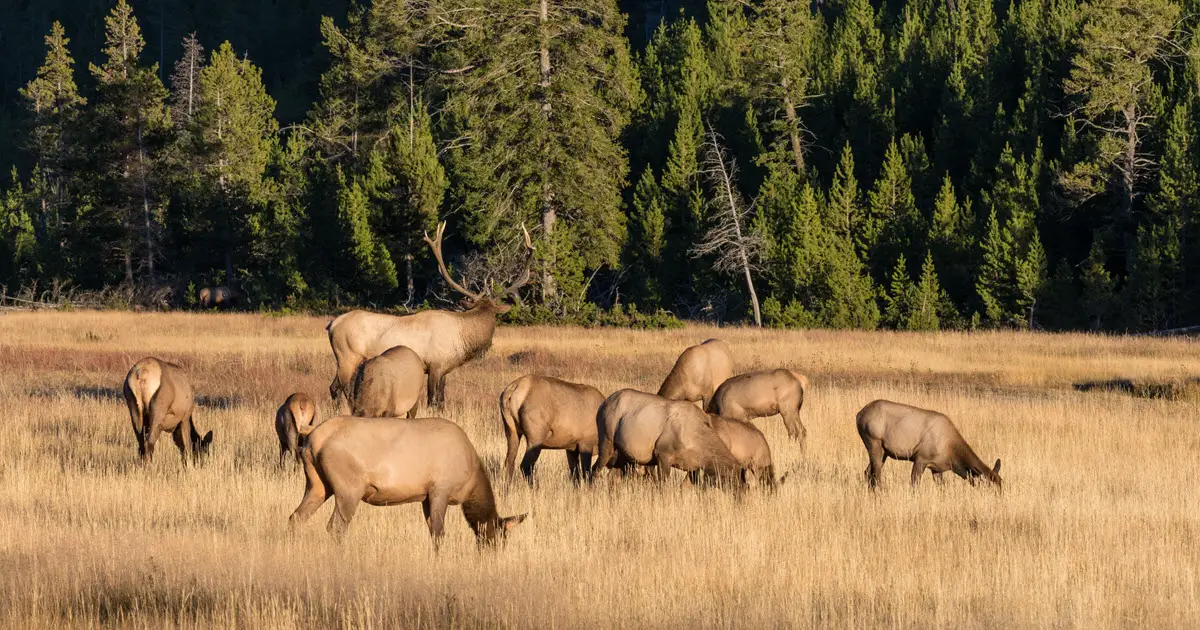 Elk Population By State