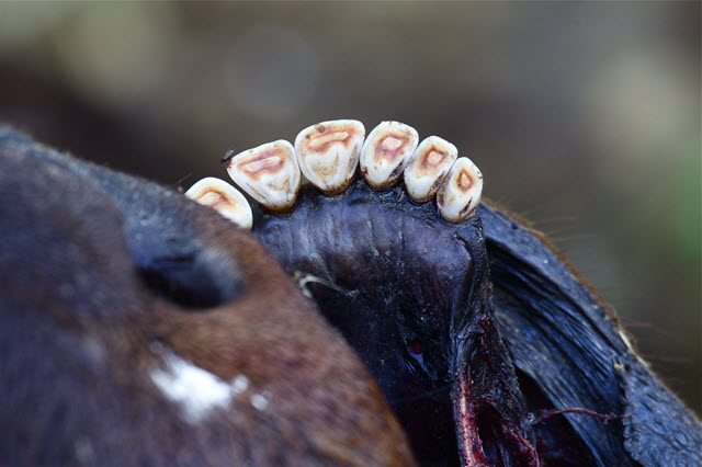 Elk Teeth