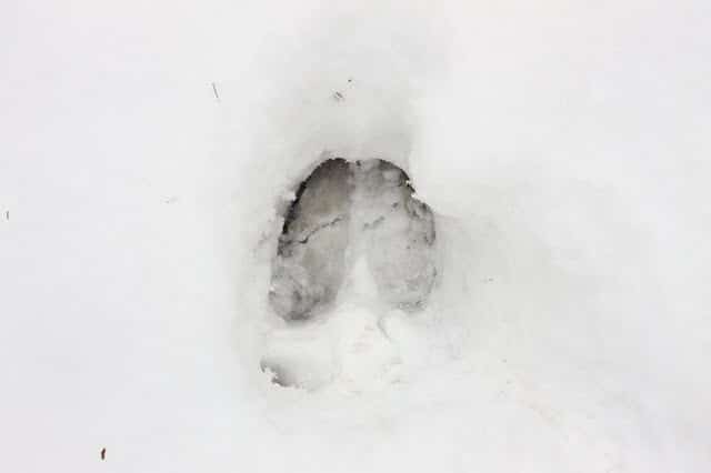 Elk Track - Elk Footprint in Snow