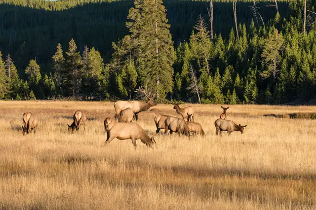 Elk vs Moose Behavior