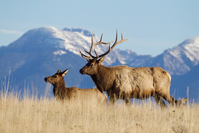 Elk vs Moose Comparison - Where Elk Live