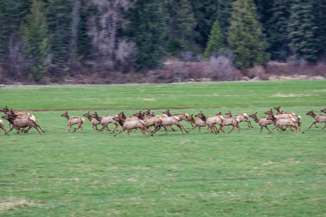 Facts About Elk