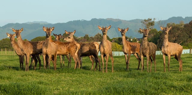 Farm For Deer