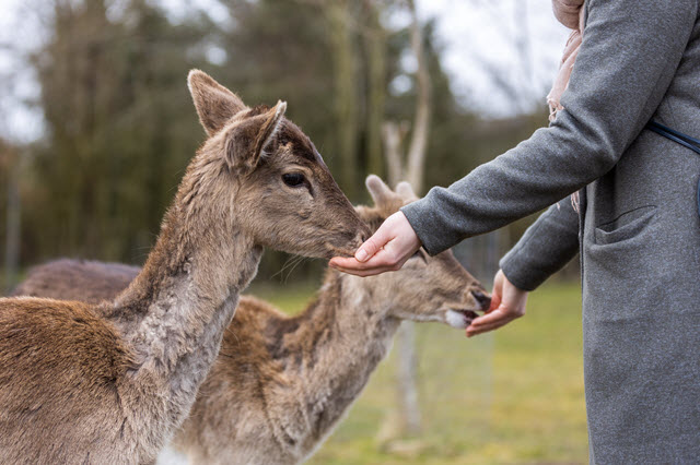 Feeding Deer on a Farm