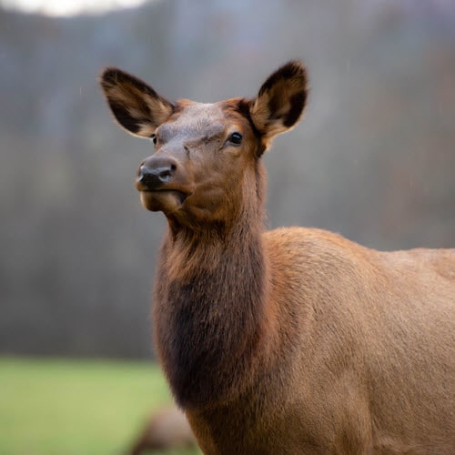 Female Elk Appearance