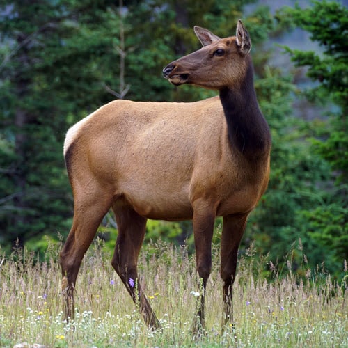 Female Elk