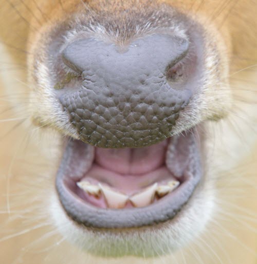 Front Teeth of a Deer - What Do Deer Teeth Look Like?