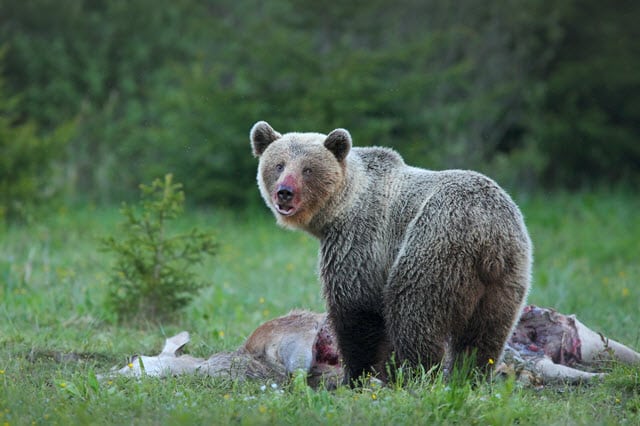 Grizzly Bear Eating a Deer It Has Killed