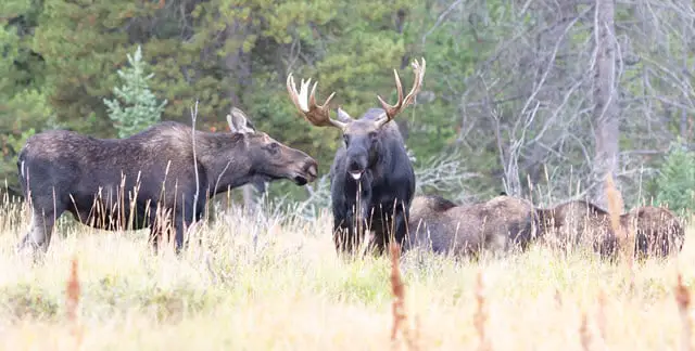 A Group of Moose