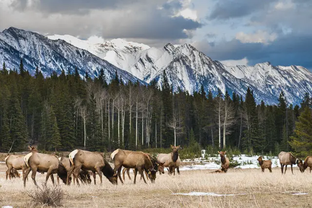 A Herd of Elk