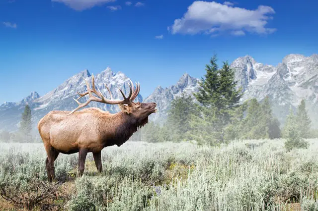 A History of the Elk Species
