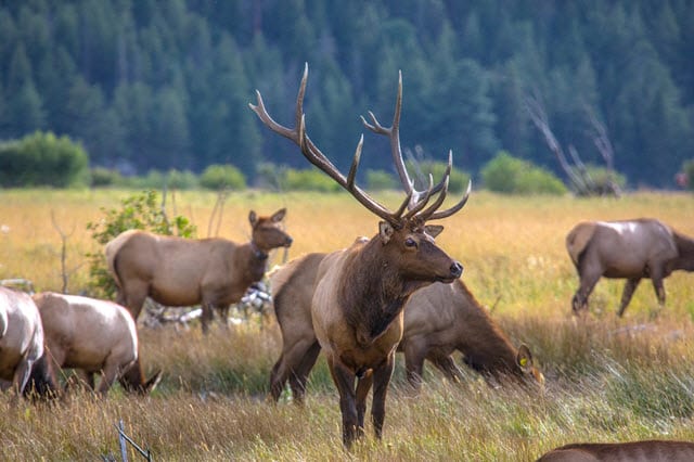 How Big Are Elk? - Size and Weight of Wapiti