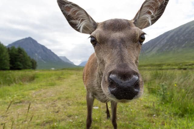 How Smart Are Deer?