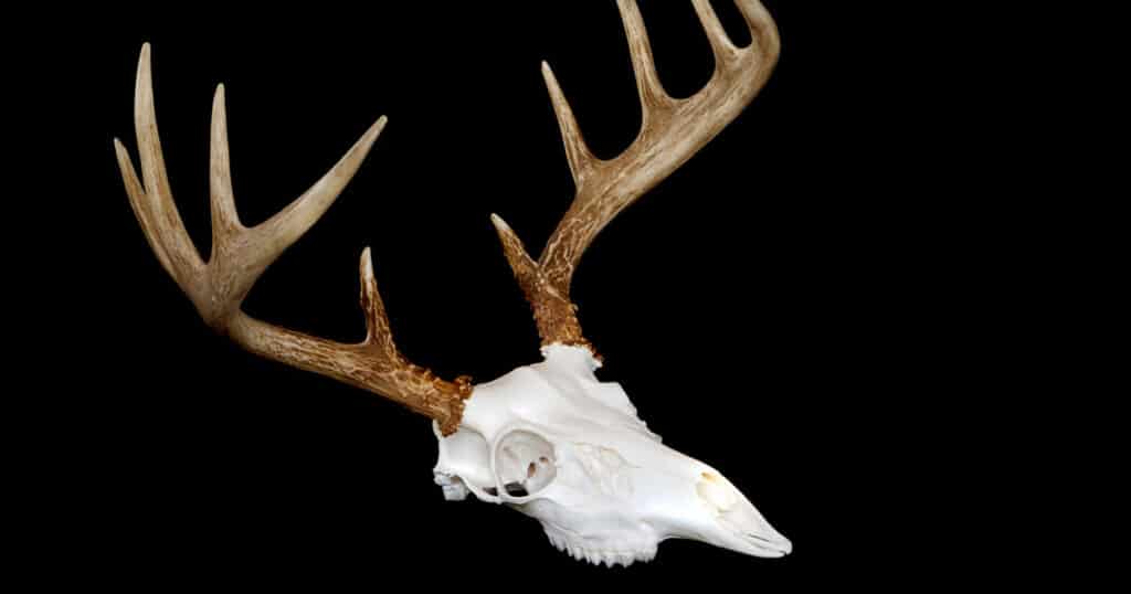 How to Bleach a Deer Skull