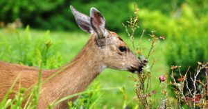 How to Keep Deer From Eating Plants