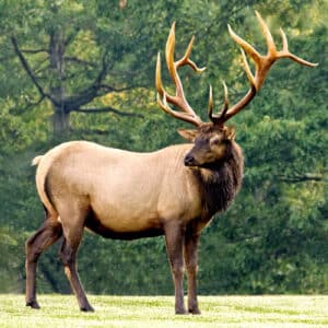 elk animal size