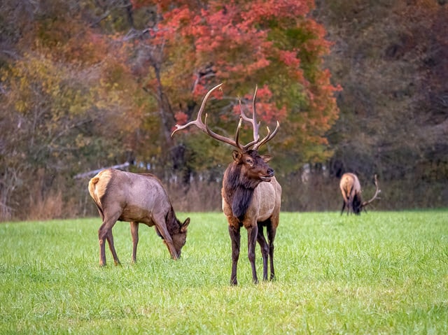 Manitoban Elk