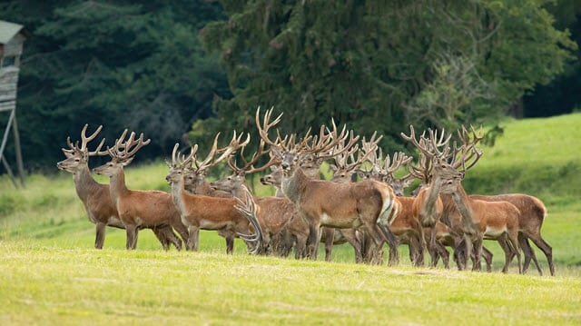 Many Male Deer Gathered Together