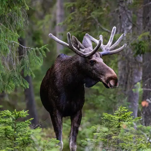 Moose Elk Differences
