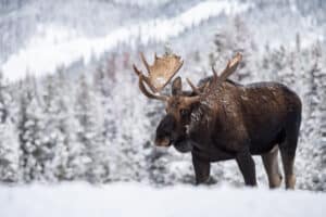 moose vs elk vs deer size