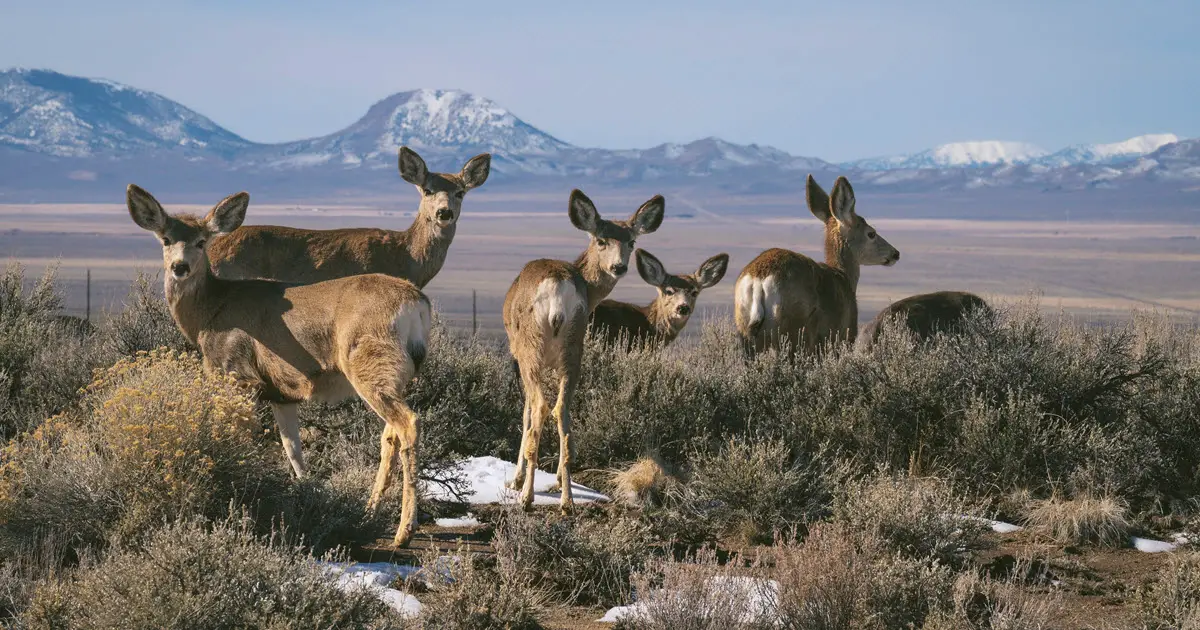 Mule Deer Population By State